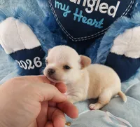 AKC Butters , a male Chihuahua for sale in Brooksville, KY – Photo 2 of 9