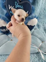 AKC Butters , a male Chihuahua for sale in Brooksville, KY – Photo 5 of 9