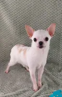 AKC Butters , a male Chihuahua for sale in Brooksville, KY – Photo 8 of 9