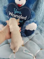 AKC Butters , a male Chihuahua for sale in Brooksville, KY – Photo 6 of 9