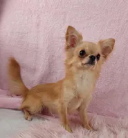 AKC Butters , a male Chihuahua for sale in Brooksville, KY – Photo 7 of 9