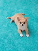 AKC Nemo , a male Chihuahua for sale in Brooksville, KY – 5 of 8
