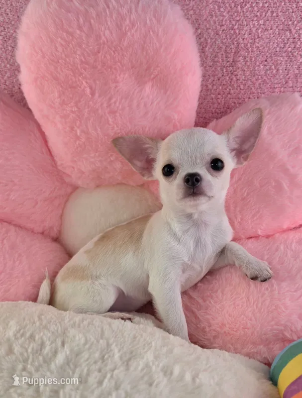 Akc coconut  – Chihuahua puppy for sale in Brooksville, KY
