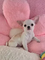 Akc coconut , a female Chihuahua for sale in Brooksville, KY – 1 of 10