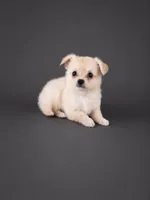 AKC Nelly , a male Chihuahua for sale in Brooksville, KY – 4 of 7