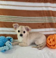 AKC Nelly , a male Chihuahua for sale in Brooksville, KY – 3 of 7