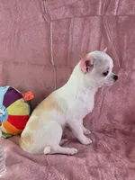 Akc coconut , a female Chihuahua for sale in Brooksville, KY – 3 of 10