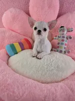 Akc coconut , a female Chihuahua for sale in Brooksville, KY – 3 of 10
