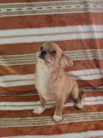 AKC Nemo , a male Chihuahua for sale in Brooksville, KY – 6 of 10
