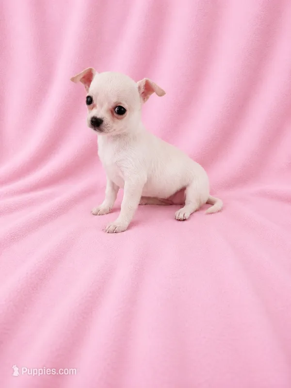 AKC Nana – Chihuahua puppy for sale in Brooksville, KY