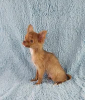 AKC Marco, a male Chihuahua for sale in Brooksville, KY – 10 of 10