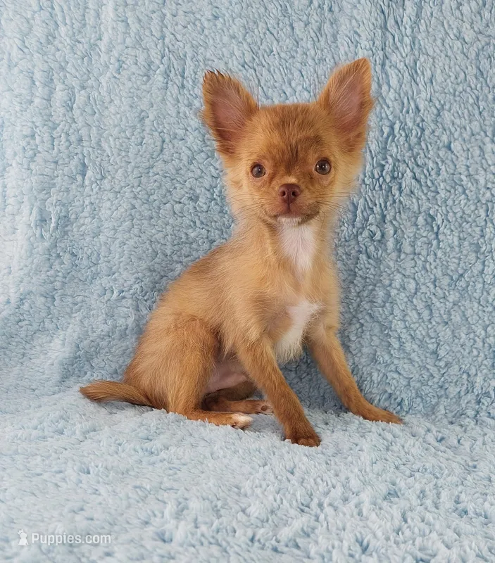 AKC Marco – Chihuahua puppy for sale in Brooksville, KY