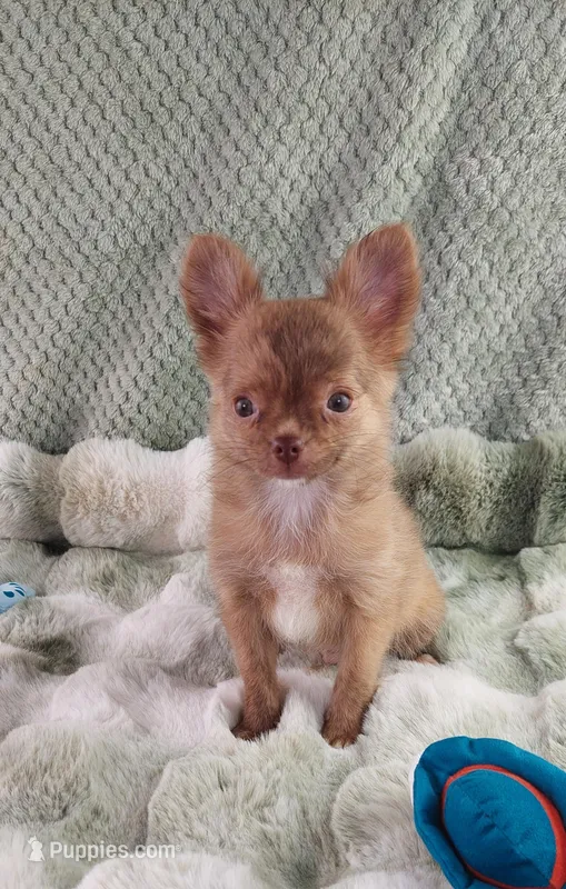AKC Marco – Chihuahua puppy for sale in Brooksville, KY