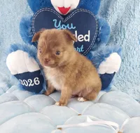 AKC Marco, a male Chihuahua for sale in Brooksville, KY – Photo 8 of 10