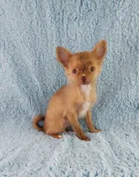 AKC Marco, a male Chihuahua for sale in Brooksville, KY – 7 of 10