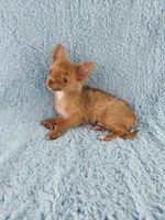 AKC Marco, a male Chihuahua for sale in Brooksville, KY – 2 of 10