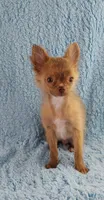 AKC Marco, a male Chihuahua for sale in Brooksville, KY – 6 of 10