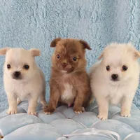 AKC Marco, a male Chihuahua for sale in Brooksville, KY – Photo 3 of 8