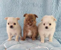 AKC Marco, a male Chihuahua for sale in Brooksville, KY – Photo 3 of 10