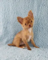 AKC Marco, a male Chihuahua for sale in Brooksville, KY – 8 of 10
