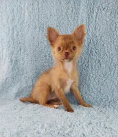 AKC Marco, a male Chihuahua for sale in Brooksville, KY – 9 of 10