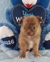 AKC Marco, a male Chihuahua for sale in Brooksville, KY – Photo 1 of 10