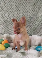 AKC Marco, a male Chihuahua for sale in Brooksville, KY – Photo 5 of 8