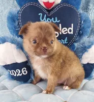 AKC Marco, a male Chihuahua for sale in Brooksville, KY – Photo 5 of 10