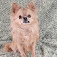 AKC Marco, a male Chihuahua for sale in Brooksville, KY – Photo 4 of 8