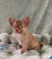 AKC Marco, a male Chihuahua for sale in Brooksville, KY – Photo 8 of 8