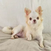 AKC Marco, a male Chihuahua for sale in Brooksville, KY – Photo 2 of 8