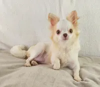 AKC Marco, a male Chihuahua for sale in Brooksville, KY – Photo 2 of 10