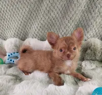 AKC Marco, a male Chihuahua for sale in Brooksville, KY – Photo 7 of 8