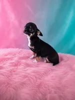 AKC Charlotte , a female Chihuahua for sale in Brooksville, KY – 2 of 9