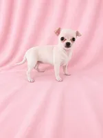 AKC Nana, a female Chihuahua for sale in Brooksville, KY – 7 of 7