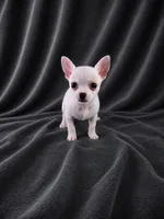 AKC Hopper, a male Chihuahua for sale in Brooksville, KY – 8 of 10