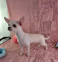 AKC Nana, a female Chihuahua for sale in Brooksville, KY – 4 of 8