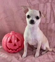 AKC Milly, a female Chihuahua for sale in Brooksville, KY – 5 of 10