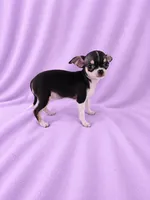 AKC Masie , a female Chihuahua for sale in Brooksville, KY – 3 of 7