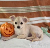 AKC Nelly , a male Chihuahua for sale in Brooksville, KY – 6 of 7
