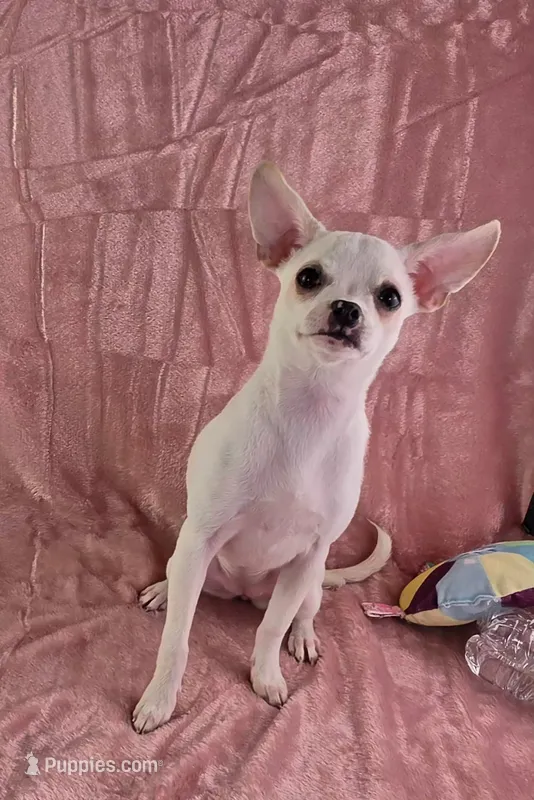 AKC Nana – Chihuahua puppy for sale in Brooksville, KY