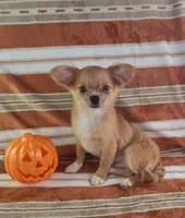 AKC Nemo , a male Chihuahua for sale in Brooksville, KY – 8 of 10