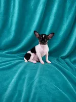 AKC Flynn, a male Chihuahua for sale in Brooksville, KY – 2 of 5