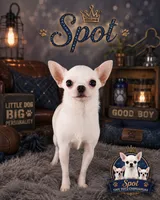 AKC Hopper, a male Chihuahua for sale in Brooksville, KY – 10 of 10