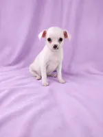 AKC Milly, a female Chihuahua for sale in Brooksville, KY – 3 of 7