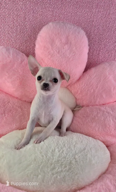 AKC Nana – Chihuahua puppy for sale in Brooksville, KY