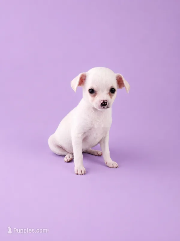 AKC Milly – Chihuahua puppy for sale in Brooksville, KY