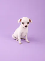 AKC Milly, a female Chihuahua for sale in Brooksville, KY – 1 of 7