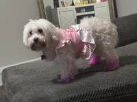 Layla, a female Maltipoo for sale in Jacksonville, FL – 4 of 6