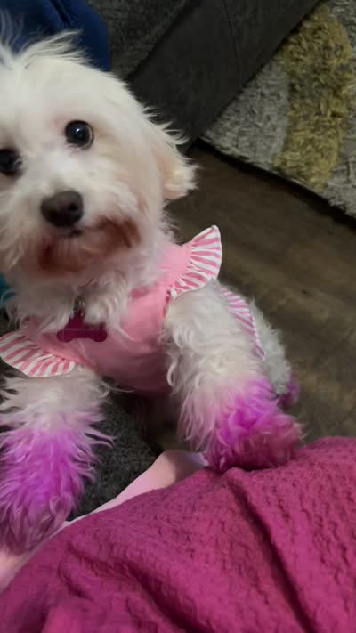 Layla, a female Maltipoo for sale in Jacksonville, FL – 5 of 6